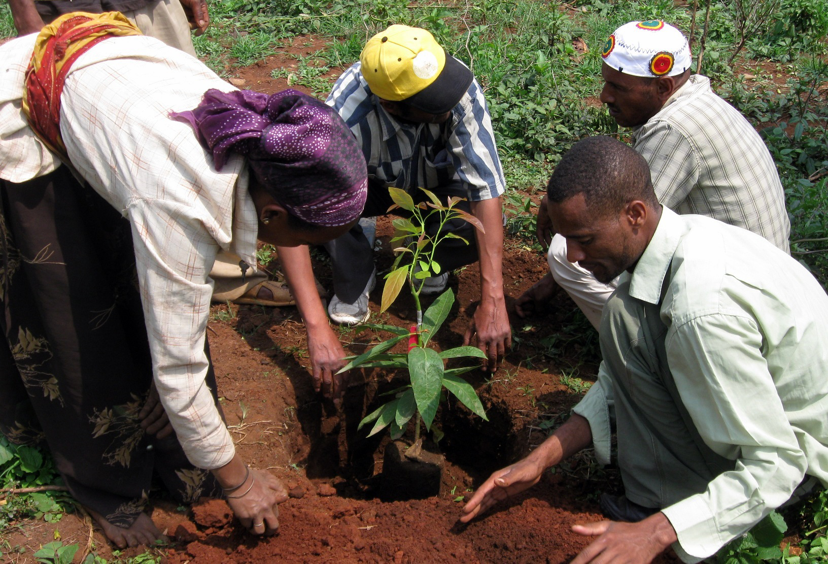 Planting Avocado Trees in Katbare, Ethiopia via Trees For The Future