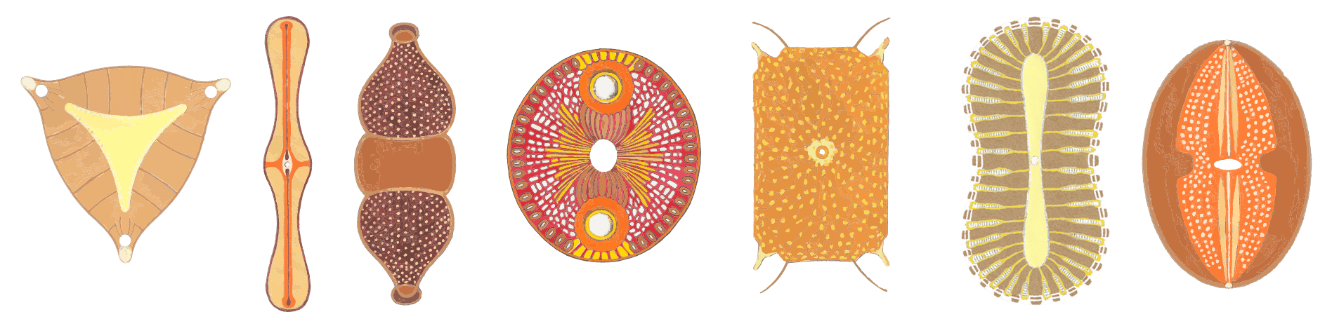 Diatoms